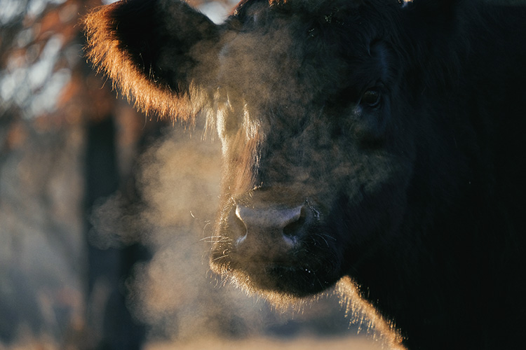 Up close shot of a cow.